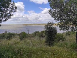Flora del Cerro Masatrigo